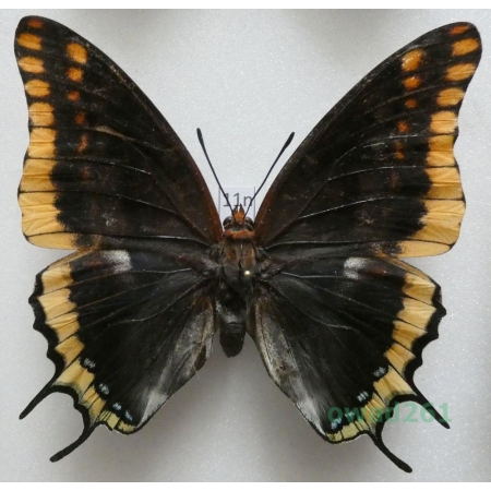 Charaxes jasius (Linnaeus, 1767) female Croatia 79mm11n